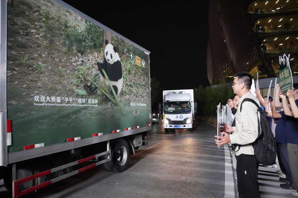 Zoo Atlanta recibe a Ping Ping y Fu Shuang, pareja de pandas gigantes de China