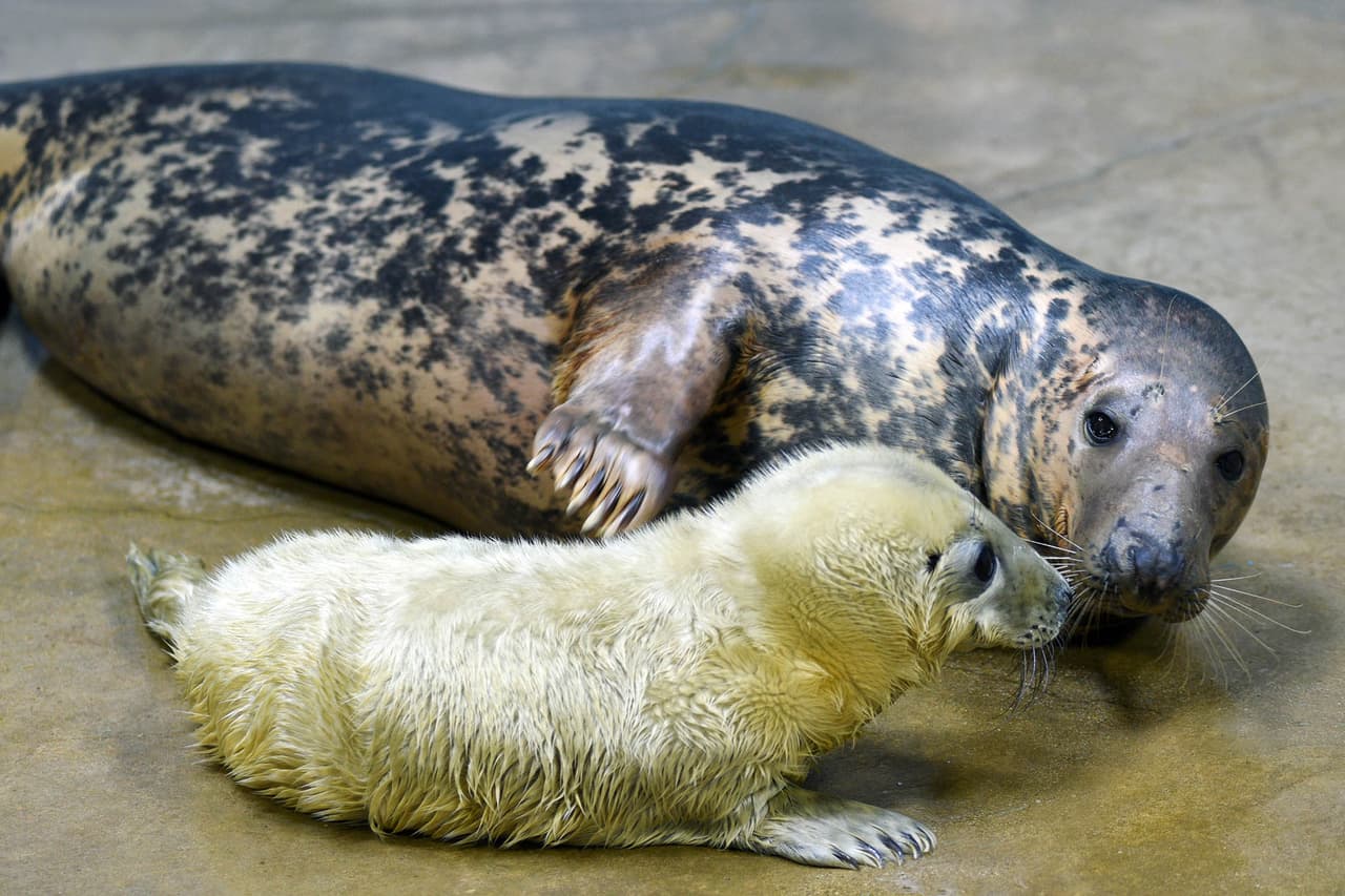 El padre de ambos recién nacidos es Kiinaq, de 19 años, que llegó al zoológico de Brookfield en 2018.