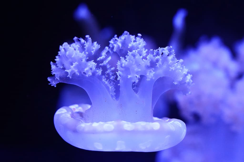 <b> Una colección de especies de todo el mundo: </b>Entre las especies que pueden encontrarse actualmente en el museo están las ortigas de mar japonesas, las medusas luna, las medusas moteadas y las medusas invertidas. Los ejemplares se obtienen mediante socios de acuicultura con licencia. Las especies pueden rotarse entre los 21 tanques para modificar las exhibiciones y ofrecer diferentes experiencias a los visitantes.