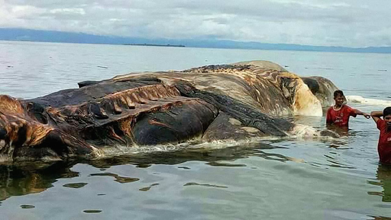 Las ballenas muertas por lo general se hunden en el fondo del océano. Sin embargo esta pudo morir en aguas cálidas y ser empujada por las corrientes a la costa. Otros especulan que la ballena pudo morir accidentalmente, cortada por la propela de un barco