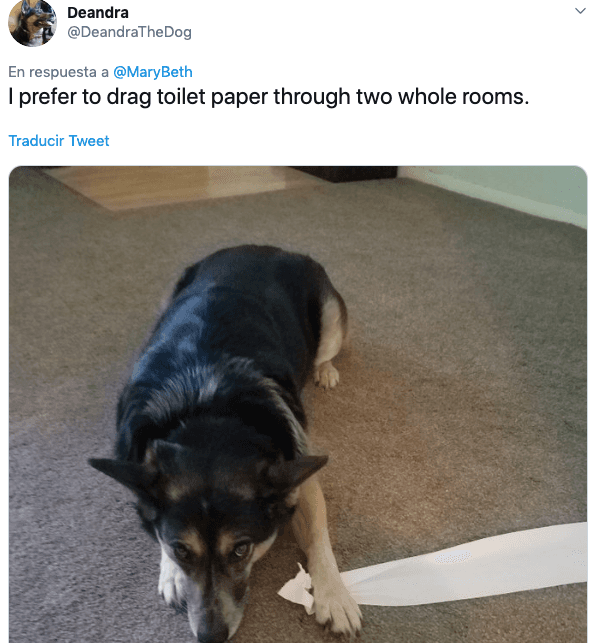 La usuaria de la red social Twitter Deandra, @DeandraTheDog, compartió que las mascotas no solo suelen hacer travesuras con la ropa o sábanas, también con los productos de higiéne: “Prefiero arrastrar el papel higiénico a través de dos habitaciones enteras”.