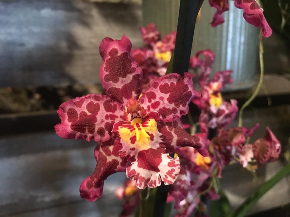 <a href="https://www.univision.com/local/philadelphia-wuvp/orquideas-flor-que-adorna-el-invierno-fotos">La orquídea</a>, con la sensualidad exótica de sus formas, evoca la idea de la fecundidad femenina. Es una de las flores más bellas del mundo. Está compuesta por una amplia familia de especies, con formas y colores variados.
<br>
<br>Dependiendo de su color, se le atribuye un significado distinto: la orquídea blanca expresa pureza; la roja, deseo intenso; la violeta, sabiduría y prudencia; la azul, paz y armonía; la rosa; amor y cariño, y la amarilla, erotismo.
<br>