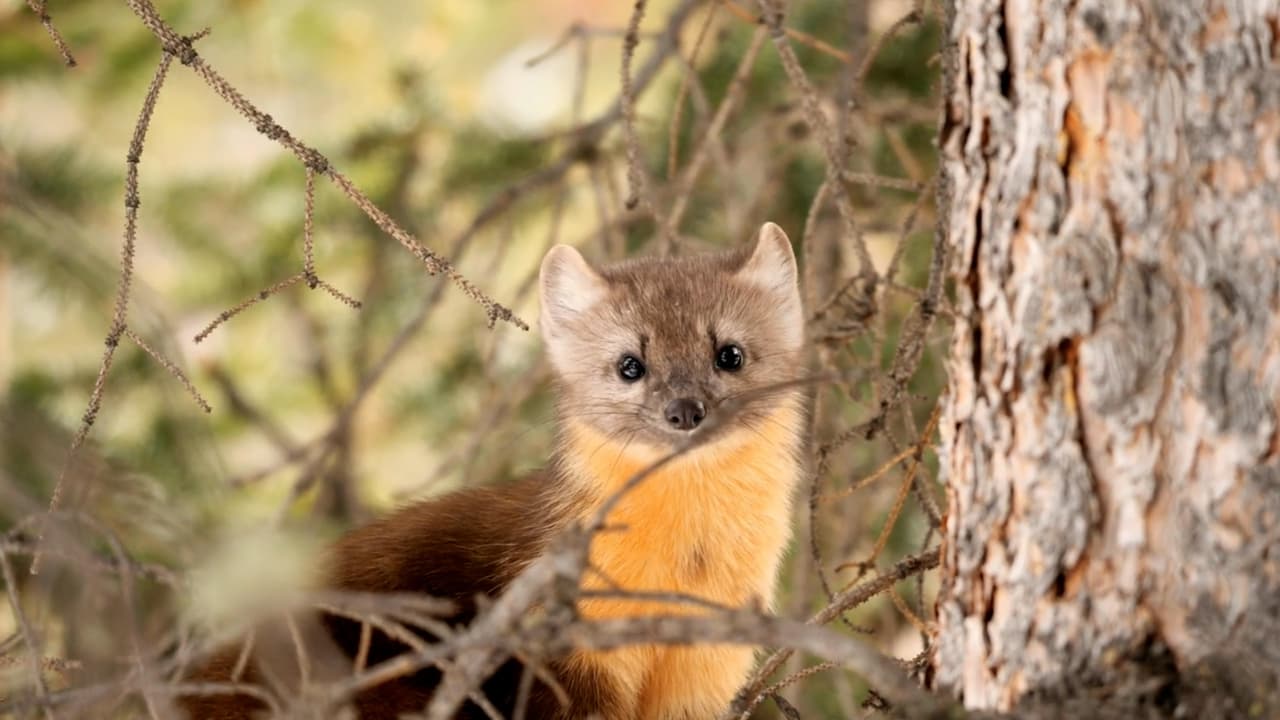 Según lo prescrito en el Plan Estratégico de la Comisión 2020-2023, la Oficina de Manejo de Vida Silvestre hizo una evaluación de la viabilidad de reintroducir las especies nativas en Pensilvania y concluyó que la marta "probablemente tendría éxito y sería un próximo paso apropiado en la historia de la comisión de restauración de especies”.