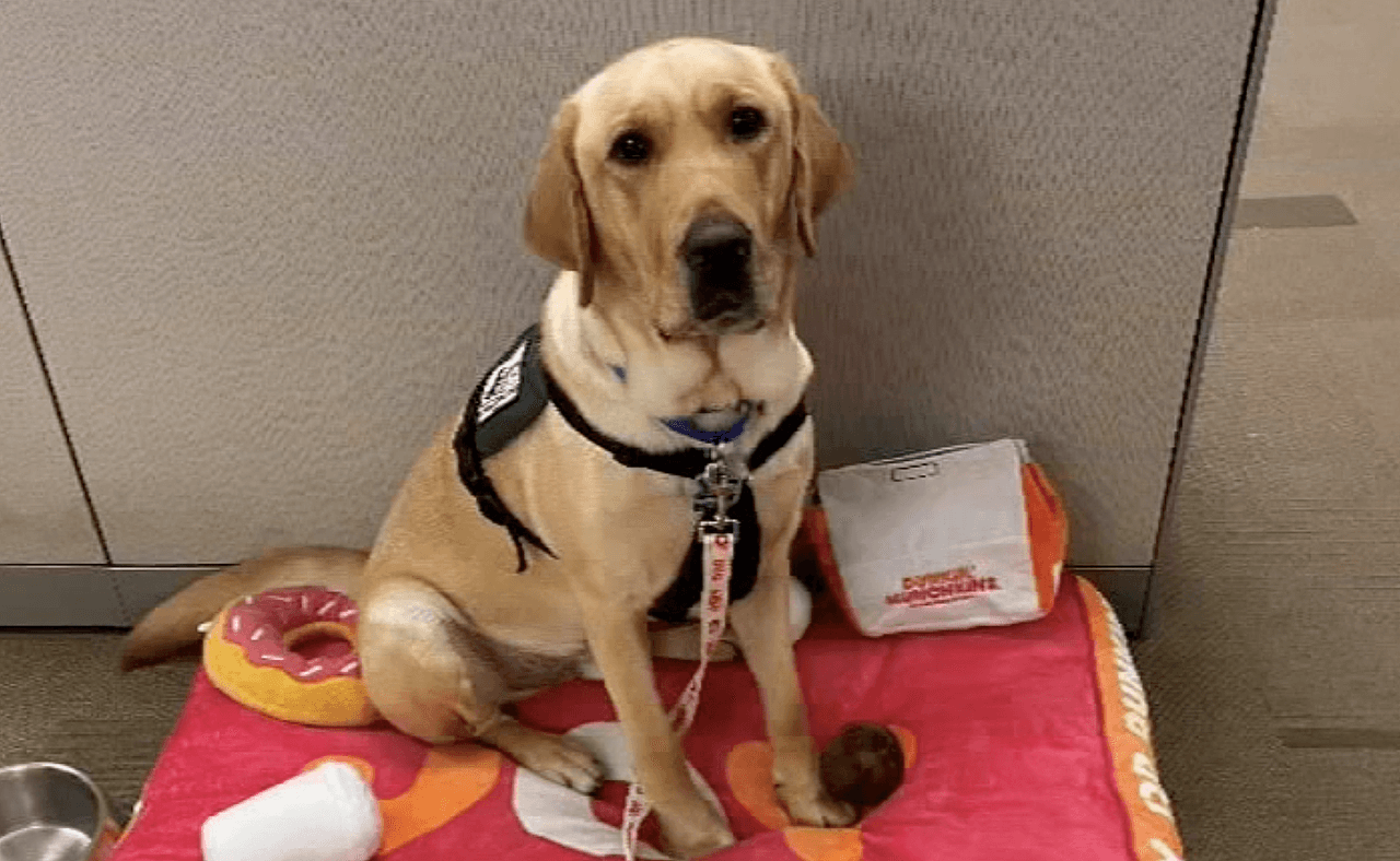 Dilly fue financiado por donaciones de Dunkin 'Joy in Childhood Foundation y Hope in the Air Foundation. Fue criado y entrenado por Susquehanna Service Dogs, un programa de Keystone Human Services que cría, entrena y coloca perros de servicio y perros auditivos, así como perros de las instalaciones, para ayudar a niños y adultos con diversidad funcional a ser más independientes.