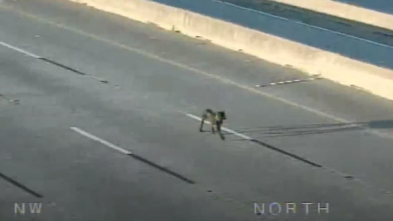 Las cámaras de Houston Transtar captaron el momento en el que el animal corría por la ocupada carretera de Houston a la hora pico.