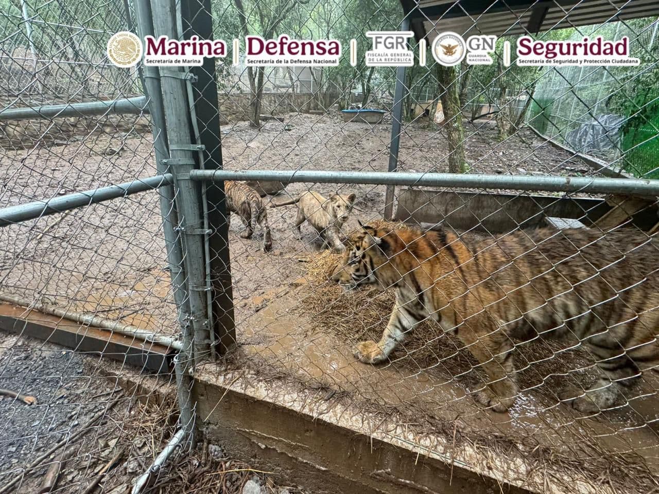Localizan autoridades mexicanas siete ejemplares de tigre durante operativo por combustible ilícito en Nuevo León.
<br>