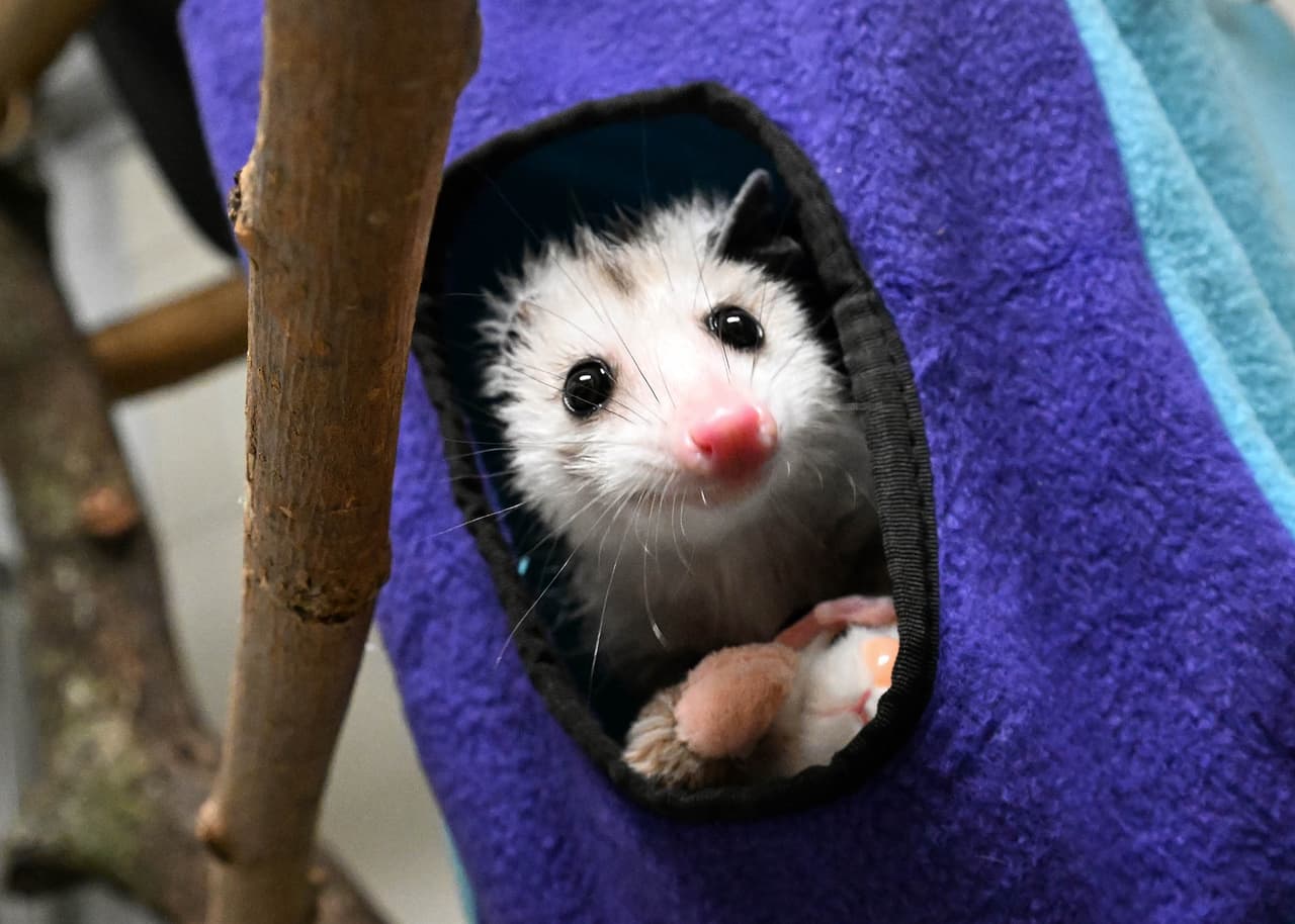 Zoológico Brookfield de Chicago ya eligió nombre para su nuevo embajador: Crouton, una zarigüeya rescatada
