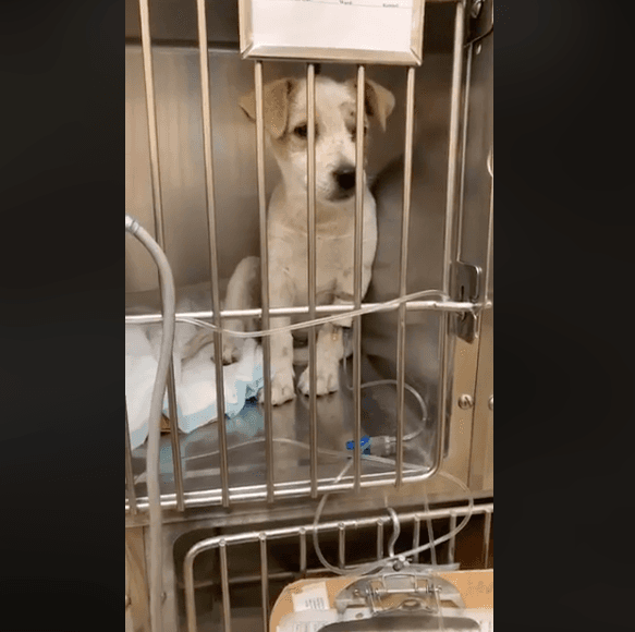 Según Pet Matchmaker Rescue, la perrita se encuentra estable, las encías son rosadas, y se cree que tiene entre 10 y 12 semanas de edad.