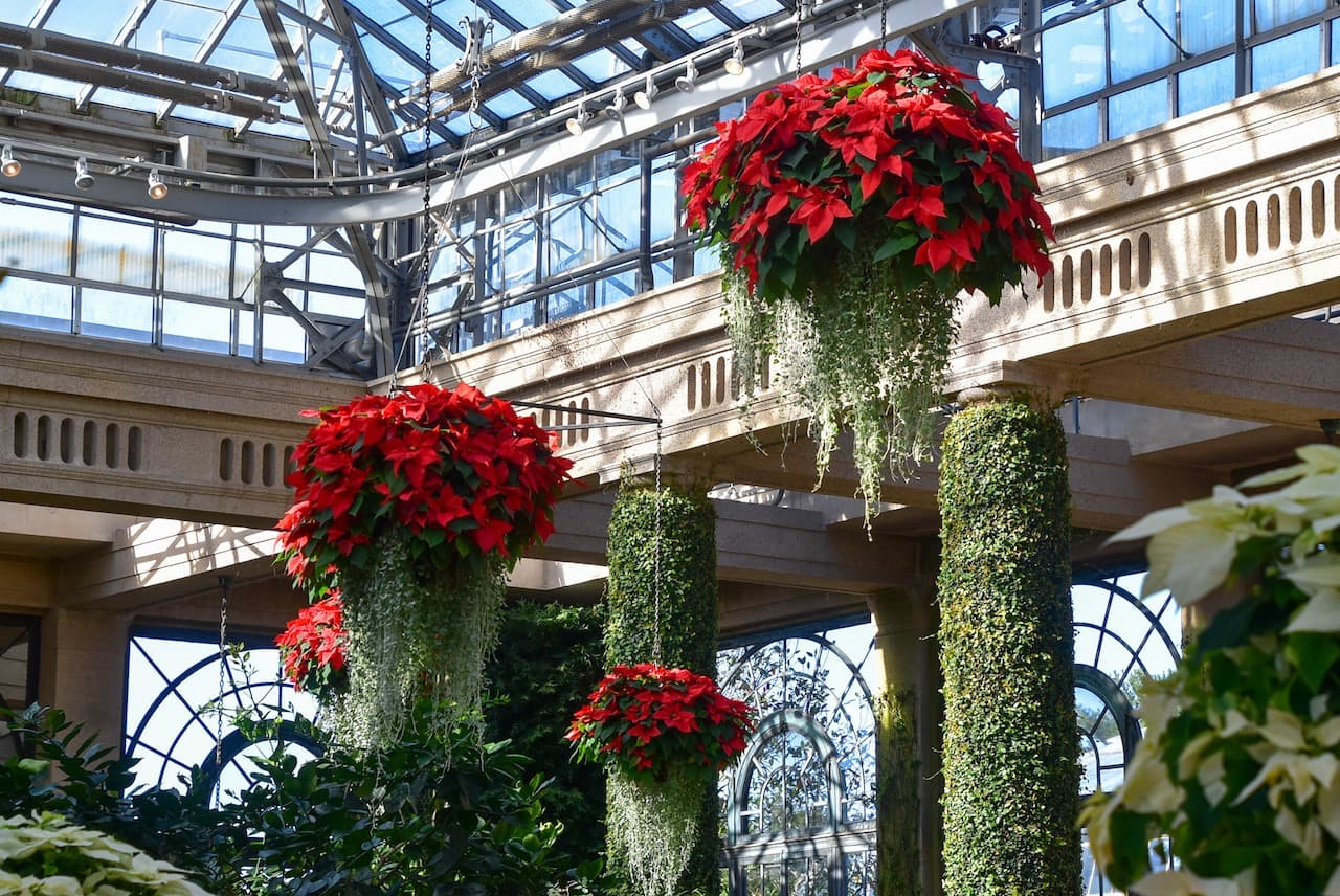 Las cestas colgantes de flor de pascua contienen 50 plantas cada una. Las plantas se pellizcan y arreglan continuamente, y una vez que han crecido por completo, las cestas tienen más de cuatro pies de diámetro.