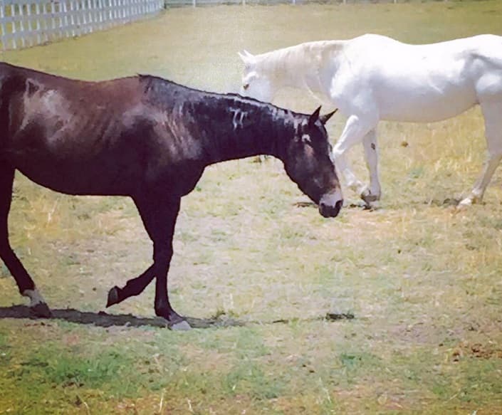 VicenteFernándezEsta es una de las fotos que compartió 'Chente' de su rancho. Este par de yeguas son su adoración.
