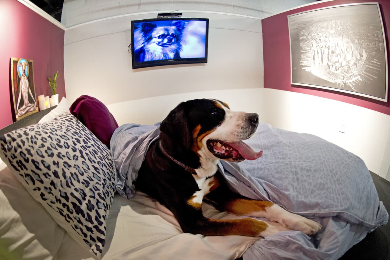 <b>Prende la televisión. </b>Otra buena alternativa si ya todos están durmiendo en casa, es encender la televisión de tu habitación a un volumen considerable para distraer la atención de tu mascota y reducir así los ruidos externos.
