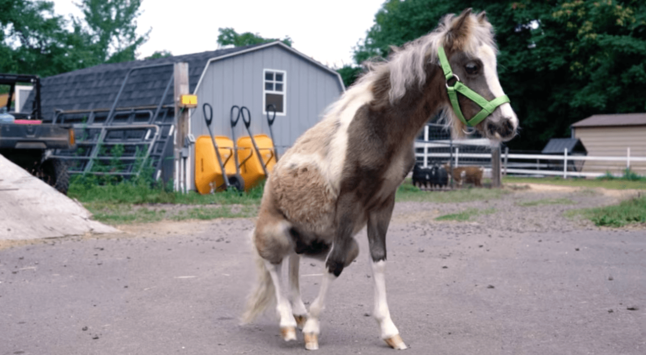Sus dueños llamaron a Megan Pereira,
<b>fundadora de Refuge Animal Sanctuary Rescues, en North Haven Connecticut,</b> porque ella se dedica a rescatar animales con condiciones serias de salud.