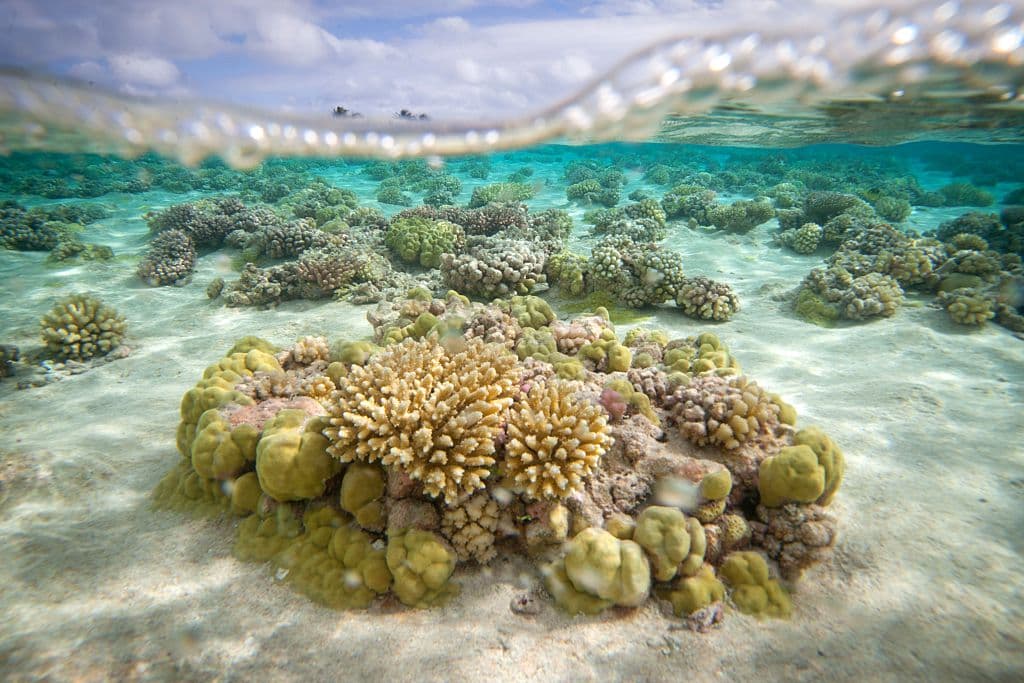 Los filtros solares que usamos para protegernos están dañando los arrecifes de coral