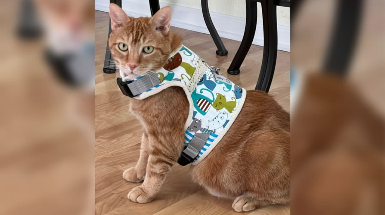 Este gato se llama Garfield, como la caricatura, y apareció en la casa de la mamá de Berta Barrera después del fallecimiento de su mamá. Sus hijos le dijeron que era un regalo de la señora fallecida.