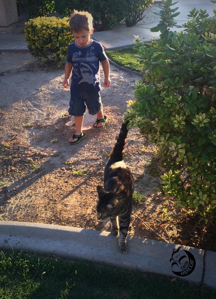 Tara se hizo popular en YouTube luego de que el padre de Jeremy colgara el video de seguridad de su casa en donde se ve el acto heróico de la gatita.