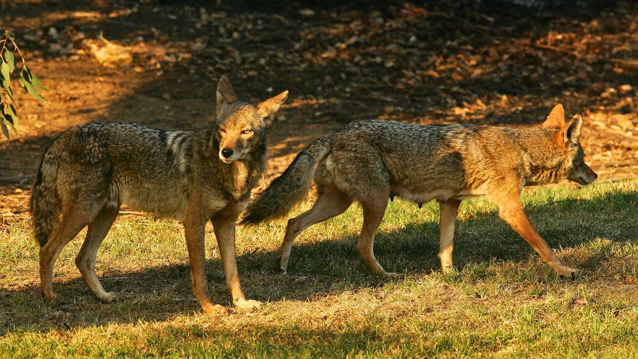 Con una combinación de precaución, educación y acción, se puede reducir el riesgo de encuentros no deseados con coyotes y garantizar la seguridad.
