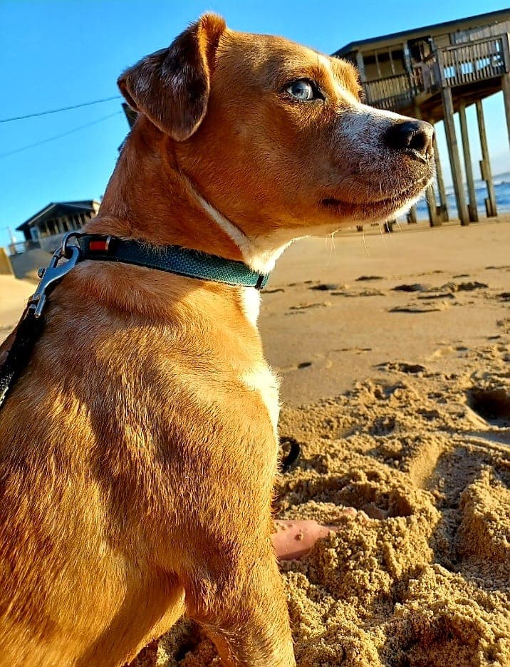 Día Nacional de las Mascotas