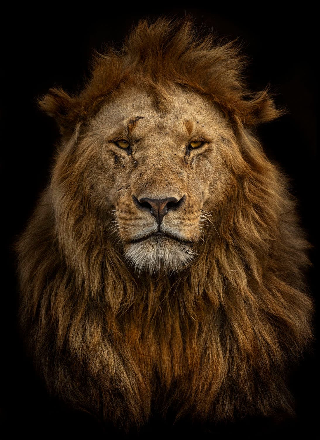 <b>‘Cuando eres rey y lo sabes’</b>
<br>
<br>Un poderoso león fotografiado en Kenia por la artista española
<a href="https://vitalimpacts.org/collections/marina-cano-1"><u>Marina Cano</u></a>, en agosto de 2021.
<br>
<br>Estas impresionantes imágenes han sido publicadas en revistas como National Geografic y algunos autores son representados por las galerías de arte más importantes del mundo.