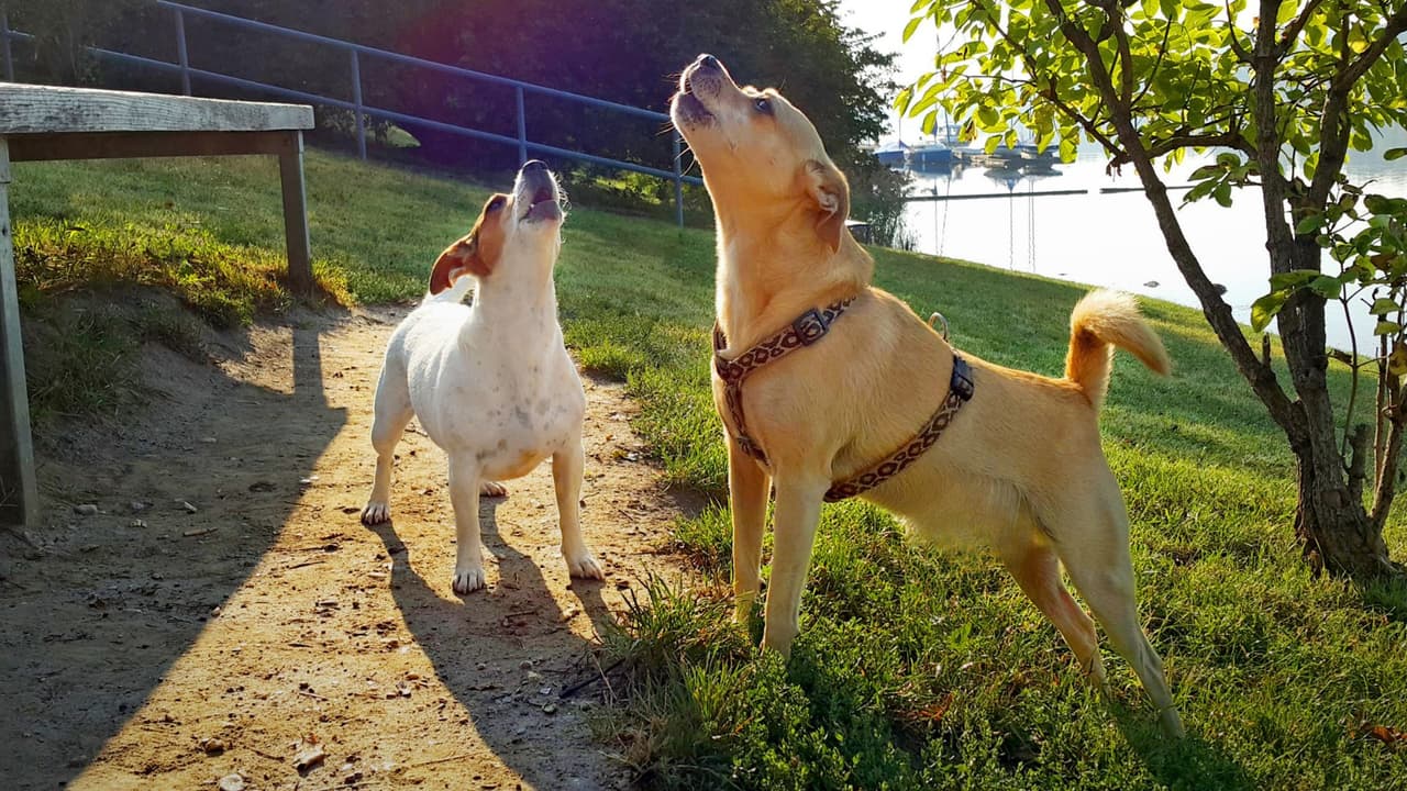 <h3 class="cms-H3-H3">Texas regula los ladridos de perros según la ciudad donde ocurren</h3> Un perro puede ladrar porque
<b> alguien tocó la puerta, pasó otro animal o escuchó un ruido. </b>
<br>Eso, por sí solo,
<b>no suele convertirse en un problema legal. </b>La situación cambia cuando
<b>los ladridos son constantes, duran demasiado o afectan el descanso </b>de los vecinos.
<br>En Texas, las quejas por perros ruidosos
<b>no se resuelven con una sola ley estatal igual para todos. </b>
<br>👉🏻 La regla práctica es otra:
<b>cada ciudad tiene su propio proceso. </b>
<br>Texas permite que las ciudades adopten ordenanzas locales sobre ruido, mientras que los condados tienen menos autoridad para regular este tipo de molestias.
<br>Por eso, el camino puede ser distinto
<b> si la queja ocurre en Dallas, Fort Worth, Houston, San Antonio o Austin.</b>
