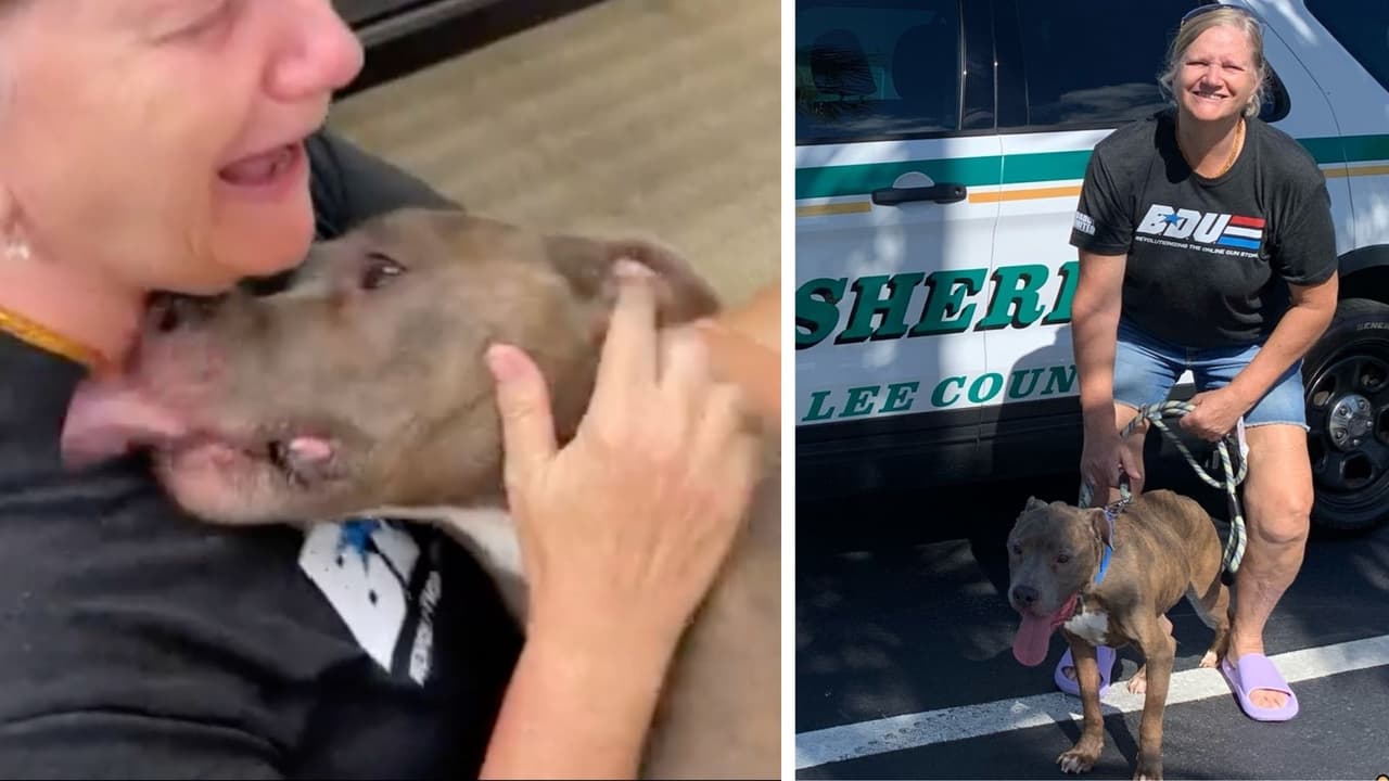 Manejó 1,100 millas para reencontrarse 8 años después con su perro desaparecido