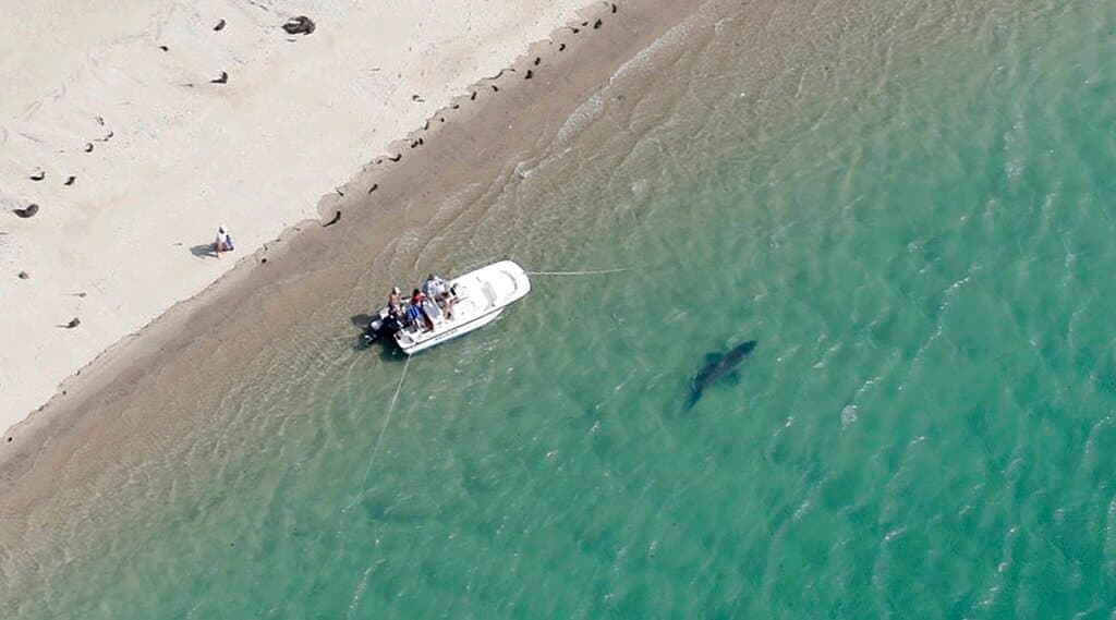 Autopsia revela cómo murió la nadadora atacada por un tiburón en California