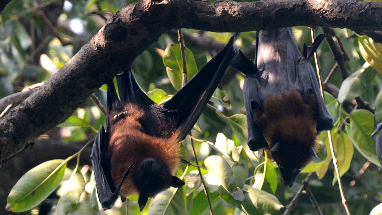 <a href="https://www.univision.com/temas/austin">Austin</a> y
<a href="https://www.univision.com/temas/san-antonio">San Antonio</a> son otras ciudades donde se puede ir y observar estos mamíferos.