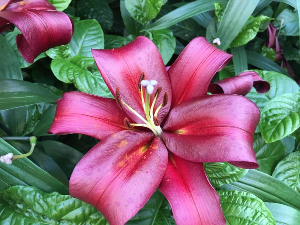 El lirio, también conocida como flor de lis en heráldica, es una flor de particular elegancia, con sus formas curvas y la vivacidad de los colores.
<br>
<br>
<b>La flor de lis es un símbolo de poder, soberanía, honor y lealtad, y también de pureza de cuerpo y alma</b>.