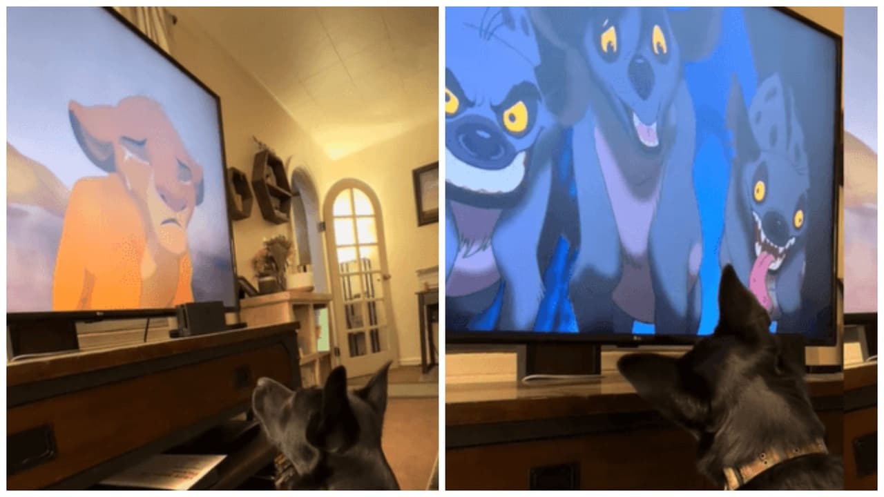Perrito llora al ver la escena más triste de 'El Rey León' y conmueve a TikTok: "