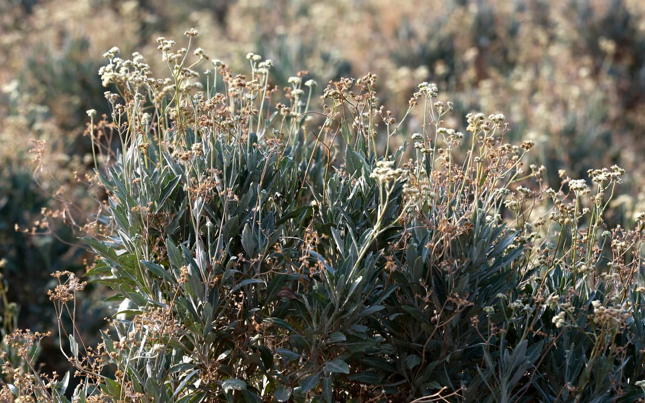Una planta de guayule en una de las granjas que subsiste gracias al río Colorado. Entre las opciones que barajan para dar frente a la falta de suministro están arrendar más agua a las tribus, crear un suministro más robusto de agua reciclada y desalinizar el agua del golfo de Baja California (Mar de Cortés), en
<a href="https://www.univision.com/temas/mexico-city">México</a>.