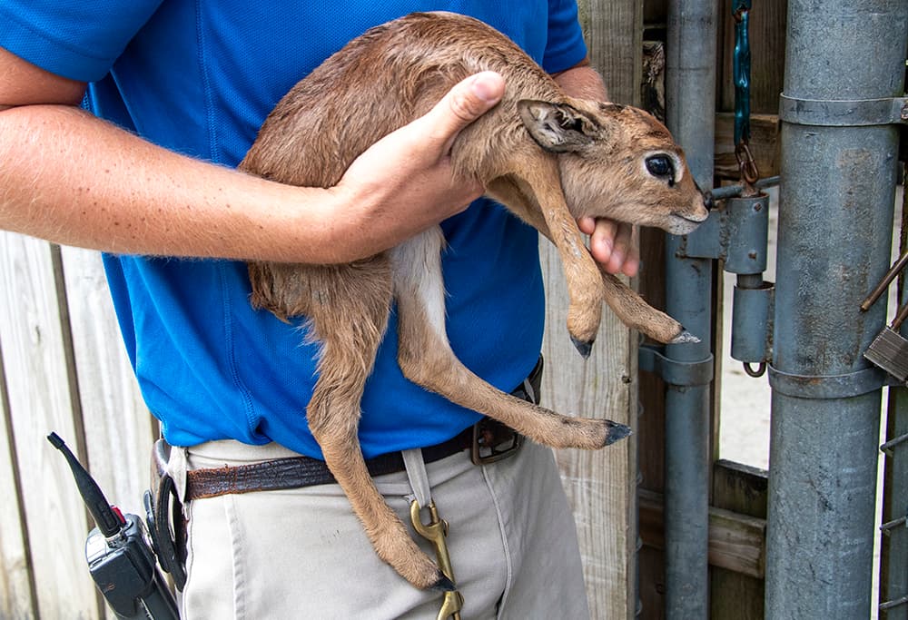 El raficero común o 'steenbok'–como se le conoce a este animal– se caracteriza por ser muy ágil y preferir las sabanas abiertas y los pastizales donde se alimentan de una variedad de pastos, hojas, bayas y semillas.