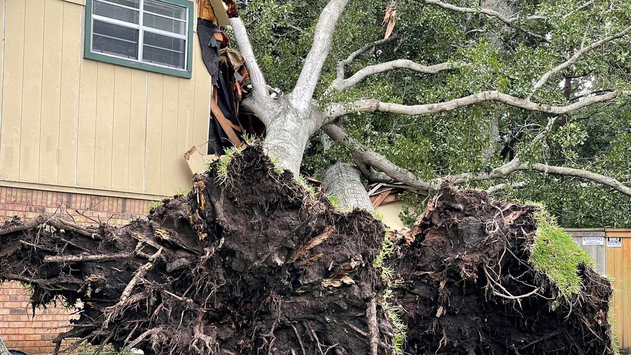 Además de los árboles caídos, varios vecindarios se quedaron sin el servicio de energía el´ectrica.