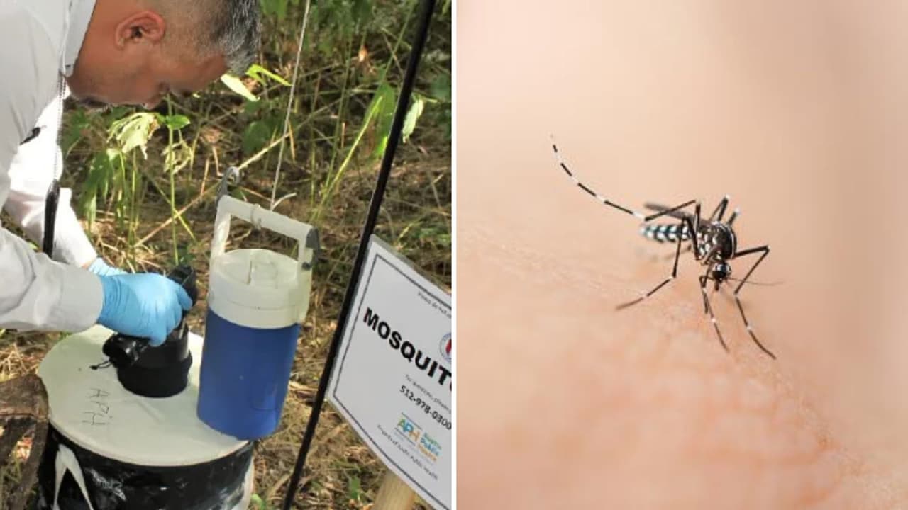 Temporada de mosquitos en Texas: lo que debes saber para protegerte de estas enfermedades