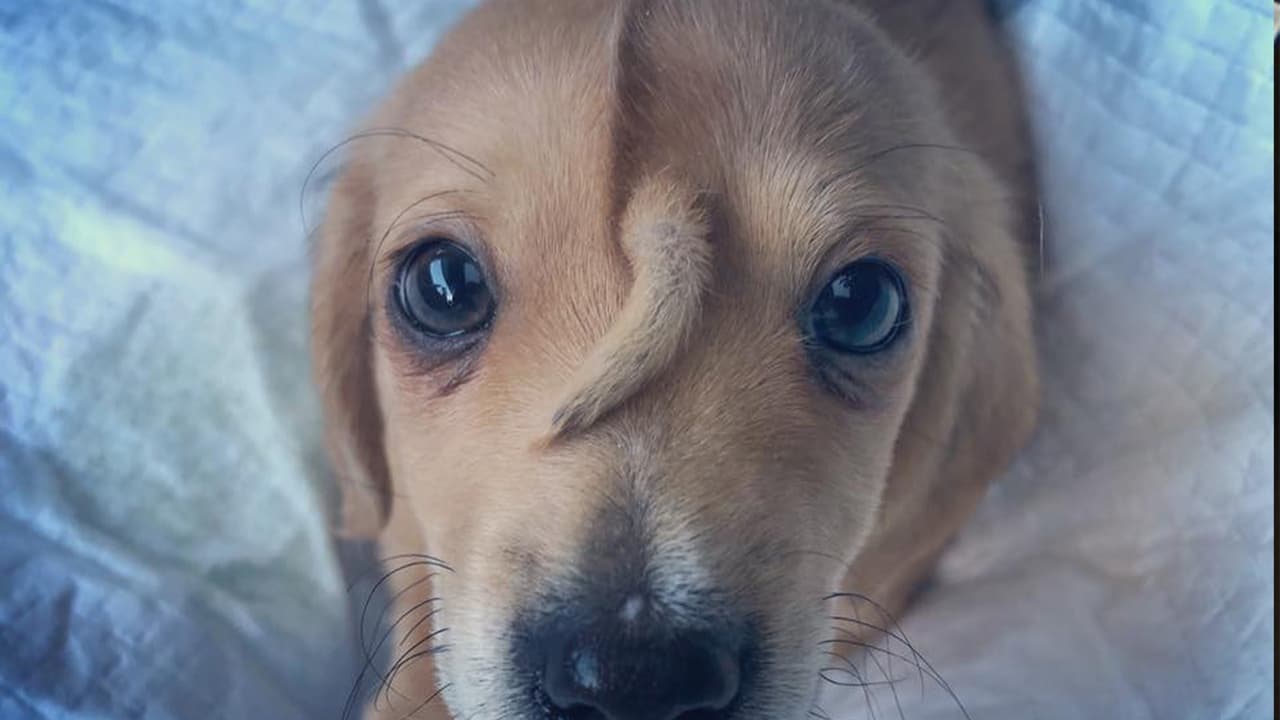 “Alguien no está súper emocionado con el veterinario, traté de decirle a Narwhal que no tenga miedo, que son sólo radiografías”, indica otra publicación.