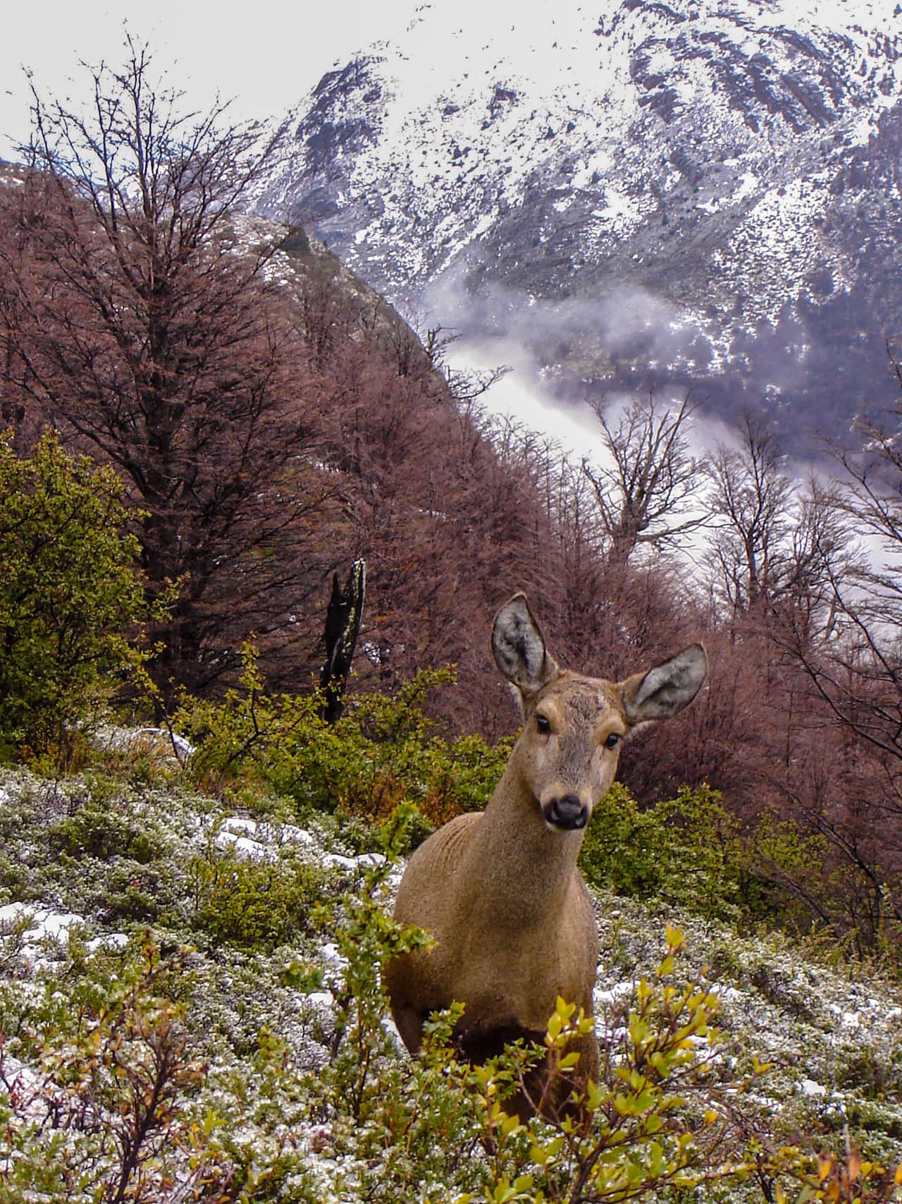 <b>Parque Nacional Cerro Castillo (Chile)</b>
<br>
<br>Este parque en la patagonia chilena fue designado en 2018 y es el centro del esfuerzo para proteger el animal nacional del país: el huemul o venado surandino (en la foto), que está en peligro de extinción.
<br>
<br>Los visitantes de Cerro Castillo todavía pueden avistar a estos animales. La organización conservacionista
<i>Rewilding Chile</i>, en colaboración con el gobierno chileno, está construyendo un corredor para que los huemules se muevan entre las áreas protegidas y crearán un centro de rehabilitación para atenderlos cuando enfermen.
<br>