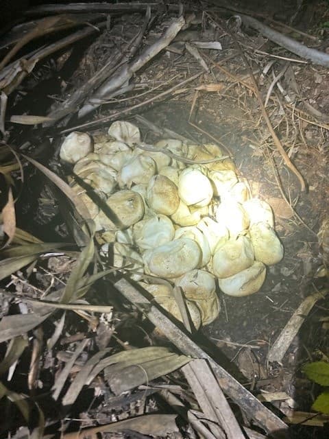 Además, en el nido encontraron 20 huevos sin eclosionar.