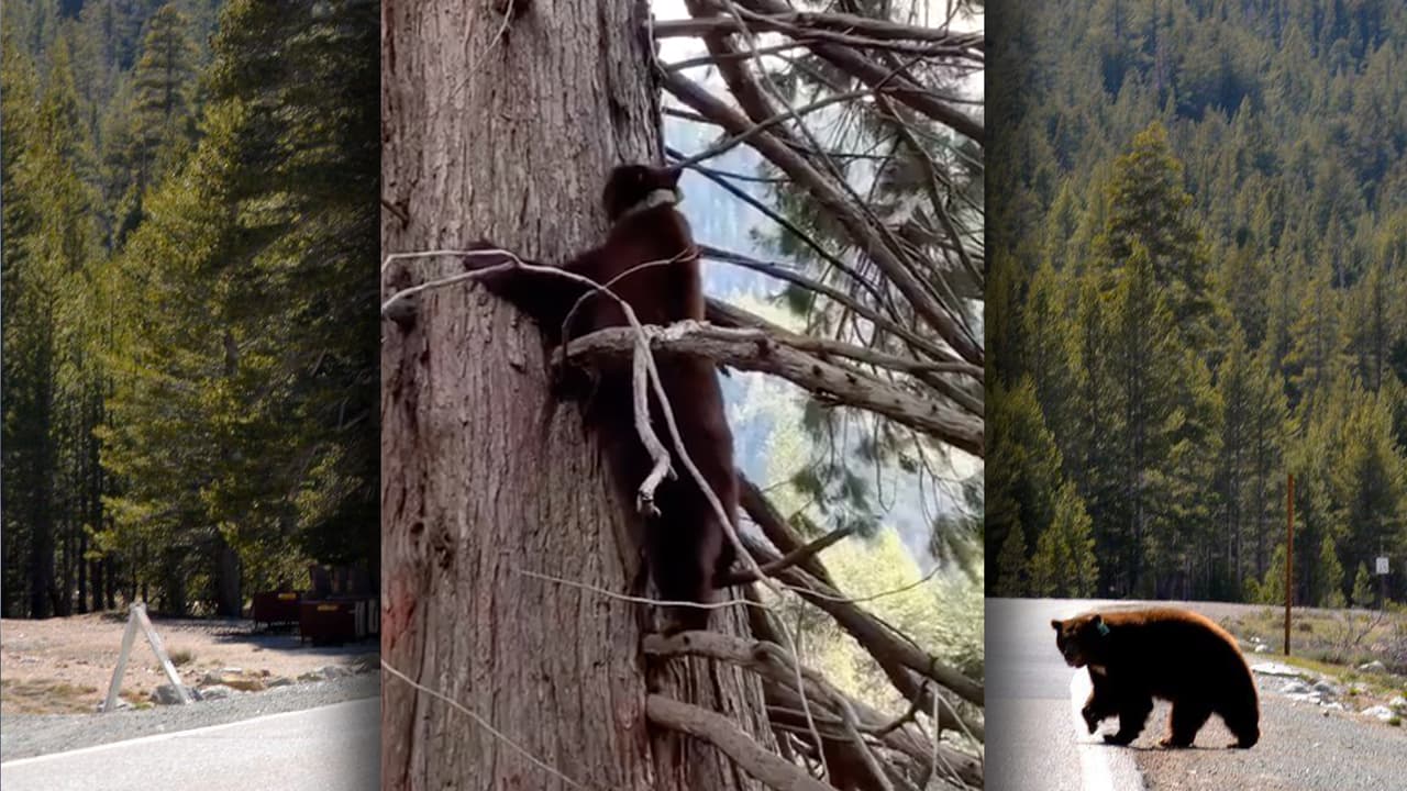 Durante abril y debido a la orden de quedarse en casa estatal, y al cierre de escuelas, negocios y parques, los animales silvestres fueron los más felices.
<br>
<br>
<b>En el Parque Nacional Yosemite,</b> los casi 400 osos que habitan el recinto rara vez se dejan ver, pero ante la ausencia de visitantes, estos
<b><a href="https://www.univision.com/local/fresno-kftv/el-parque-nacional-yosemite-esta-cerrado-debido-al-coronavirus-pero-los-osos-al-interior-estan-de-fiesta">'estuvieron de fiesta'</a></b> durante los meses de confinamiento.