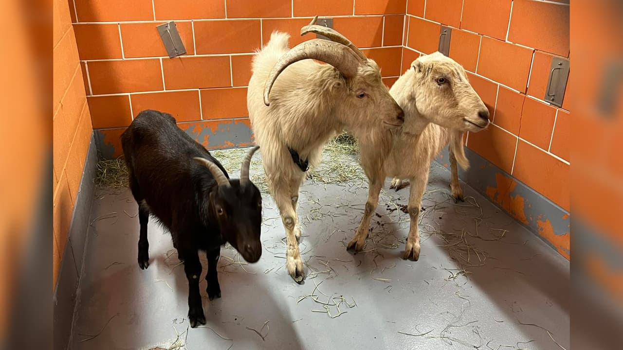 Los animales, dos blancos y uno negro, fueron encontrados por un oficial del Centro de Control Animal.