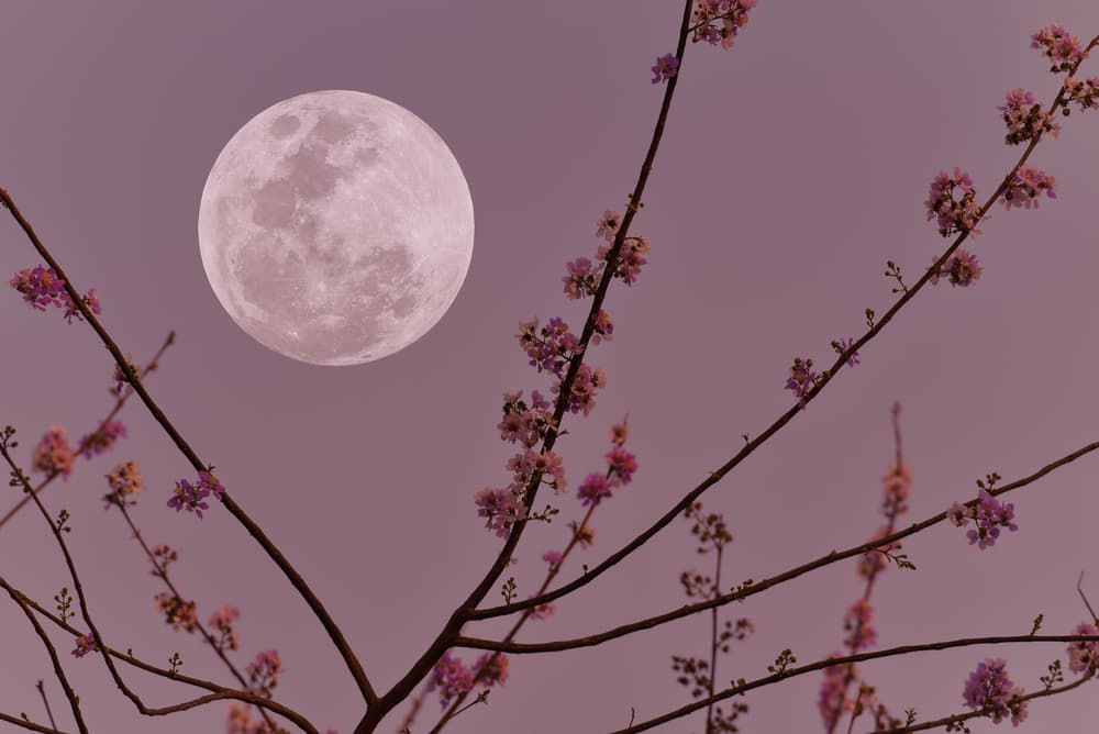 Aunque este ritual se puede hacer en cualquier momento del mes, los expertos recomiendan a los principiantes comenzar con la Luna llena. Esta fase lunar es ideal para los tiempos de culminación y retroalimentación.
<br>
<br>