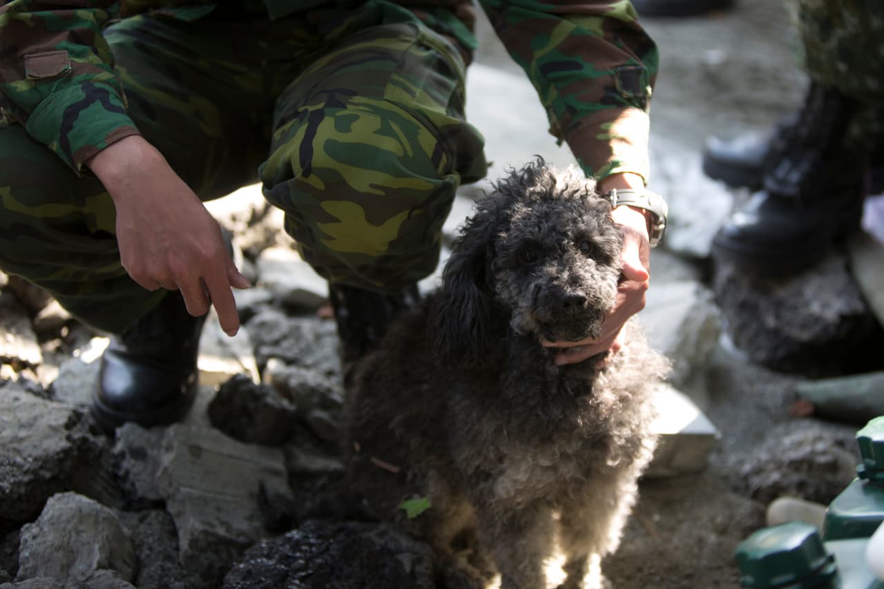 Un soldado cuida a un perrito, cuyo dueño murió en el terremoto