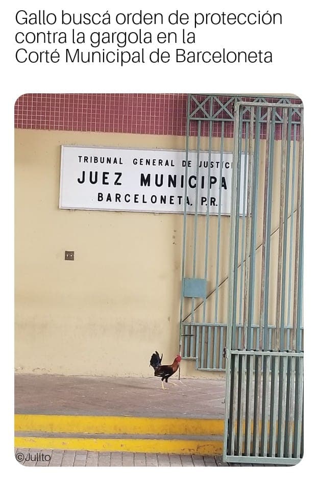 Por lo menos un gallo ya buscó la ayuda necesaria.
