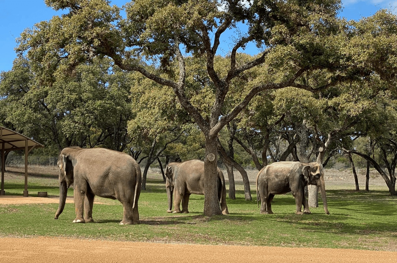 Los hábitats nativos de los elefantes están bajo constante amenaza. Se ven obligados a competir con los humanos por los recursos, lo que provoca un conflicto entre humanos y elefantes donde los elefantes pagan el precio.
<br>
<br>Combinados con las amenazas a la seguridad de la caza furtiva, estos desafíos ambientales crean un mundo donde el único futuro para los elefantes es la atención administrada.