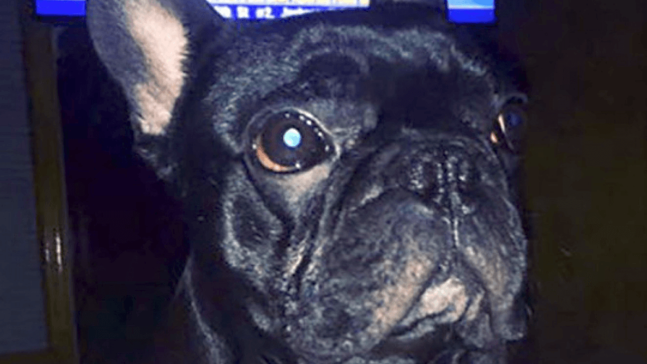 'Ley Kokito', el proyecto con el que buscan evitar muertes de mascotas en vuelos comerciales