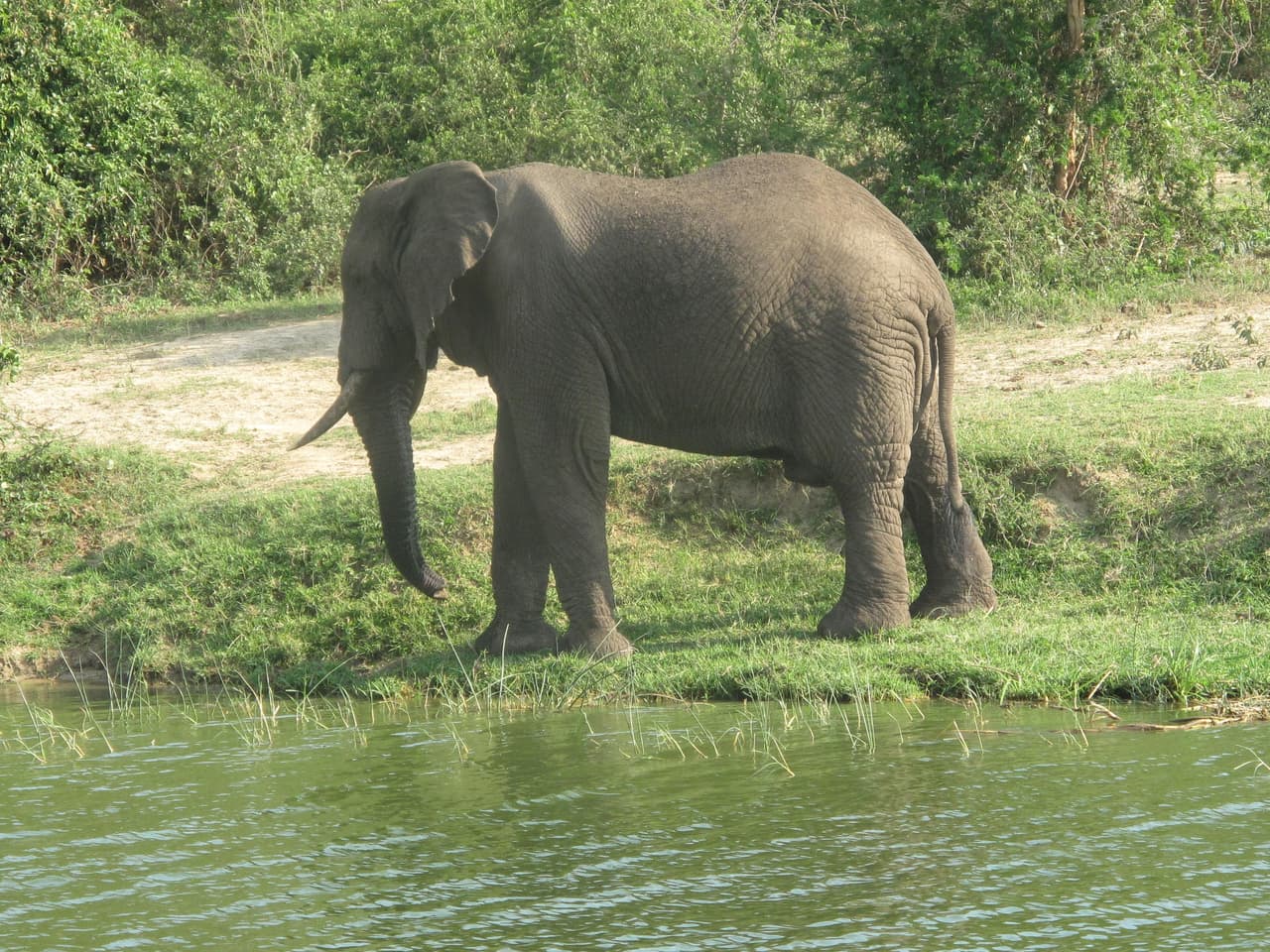 Estudio revela mayor resistencia de los elefantes al cáncer