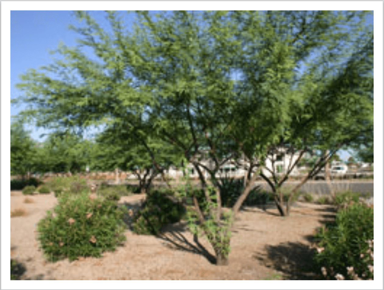 Mezquite sin espinas: Este árbol alcanza un tamaño maduro de 30 pies de alto y ancho, según la compañía de electricidad.
<br>