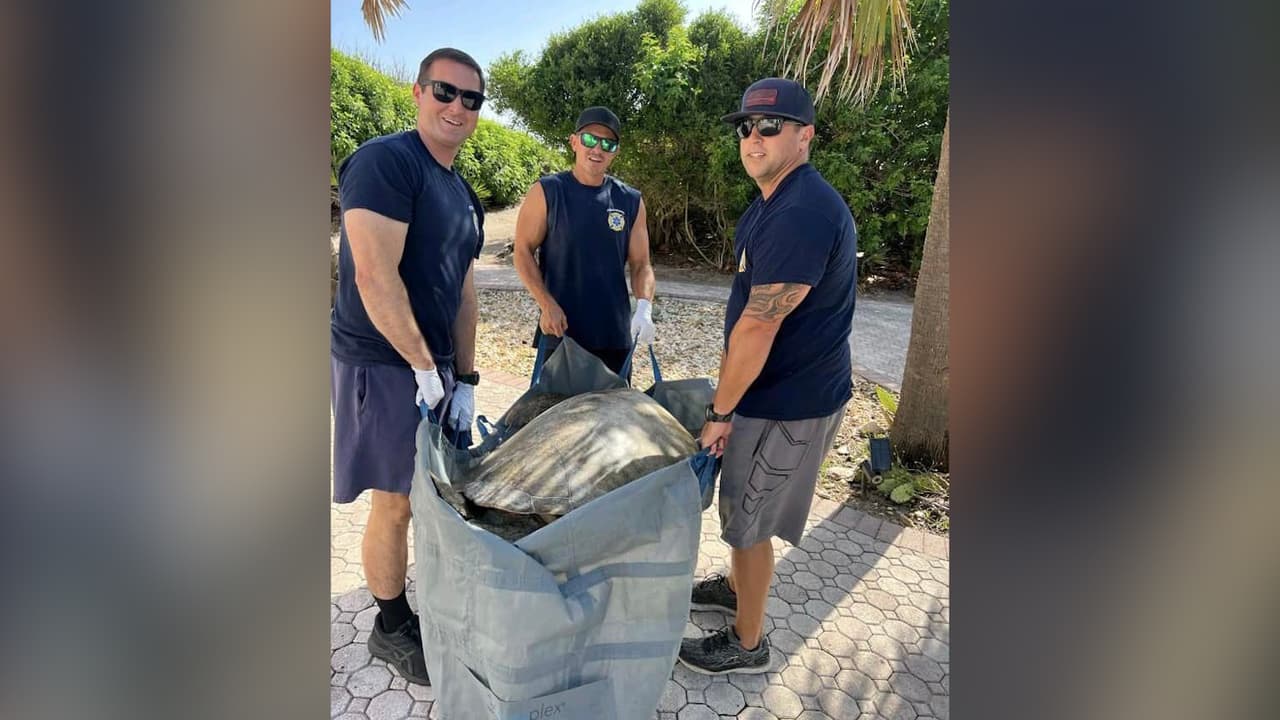 Rescatan a tortuga marina gigante; estaba perdida en el patio de una casa