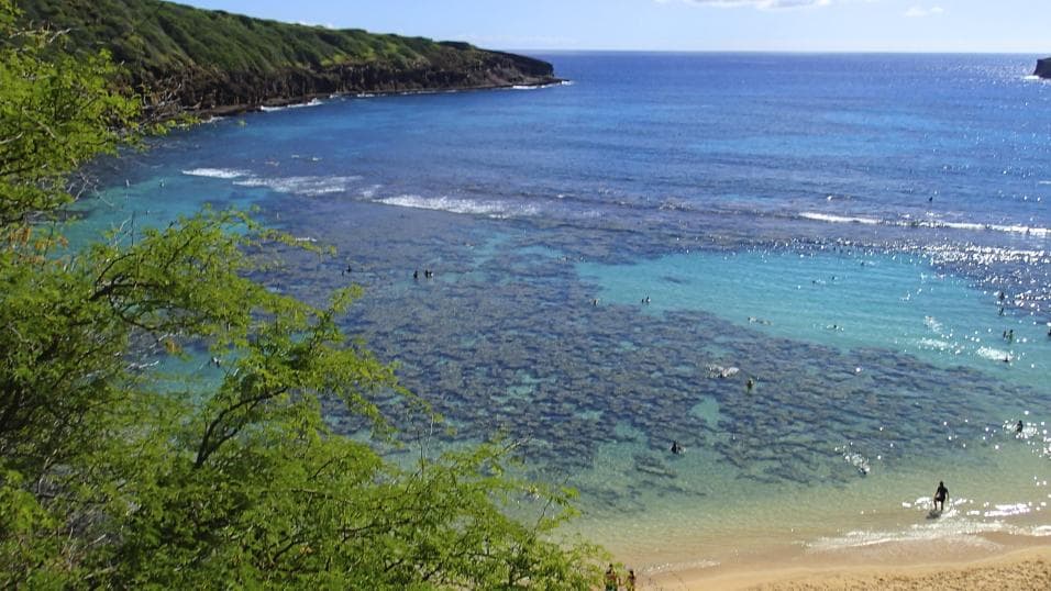 "If we care for reefs they can be re-born," said Joshua Cinner, a reef expert at James Cook University. "In places where money and research have been invested, the sea has improved. Reef destruction still exists but it's not as bad as we thought," he added.