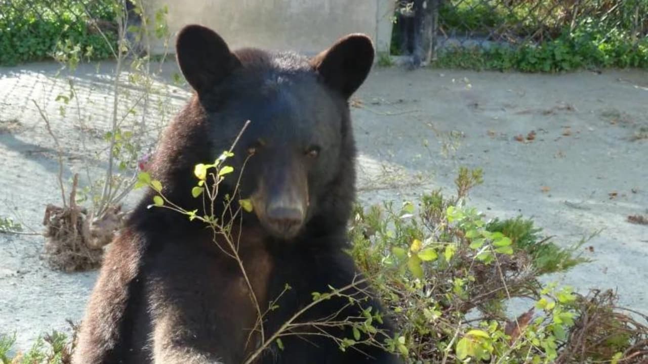 ¡Tristes noticias! Murió Yona, una osa negra de 14 años que formaba parte del Museo de la Vida y la Ciencia desde 2010.