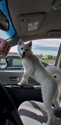 Chelly Toledo dice que su Peluche se ve muy galán.