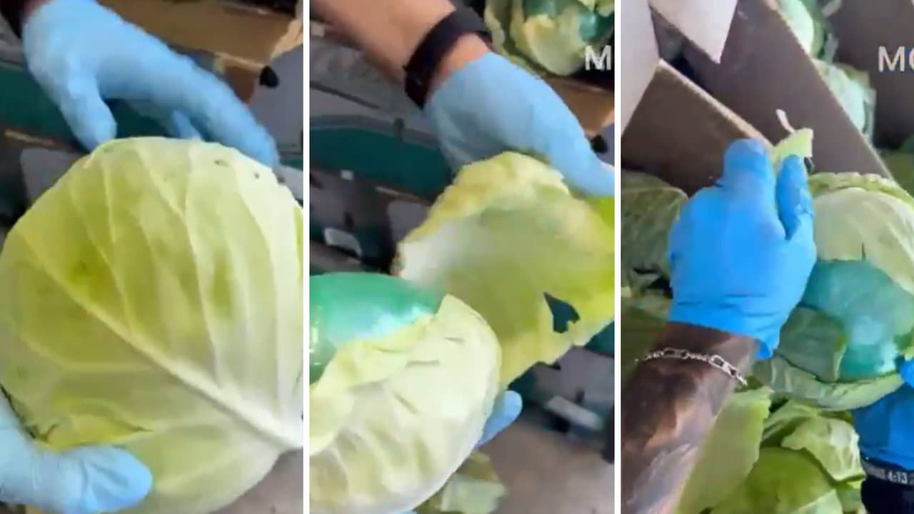 Parecía un envío de repollo, pero ocultaba más de 2,000 libras de metanfetamina