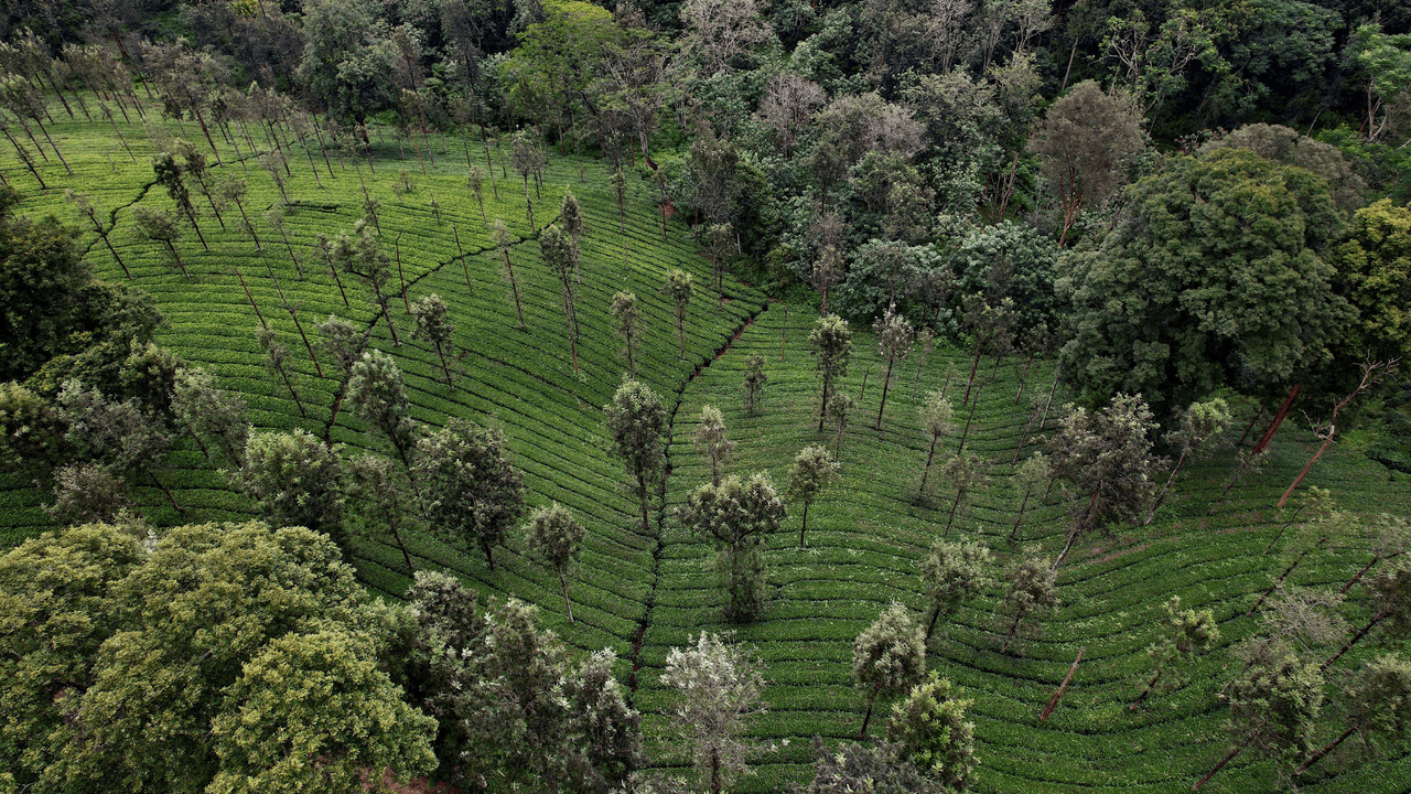 ¿La reforestación ya no es la solución contra el calentamiento global?